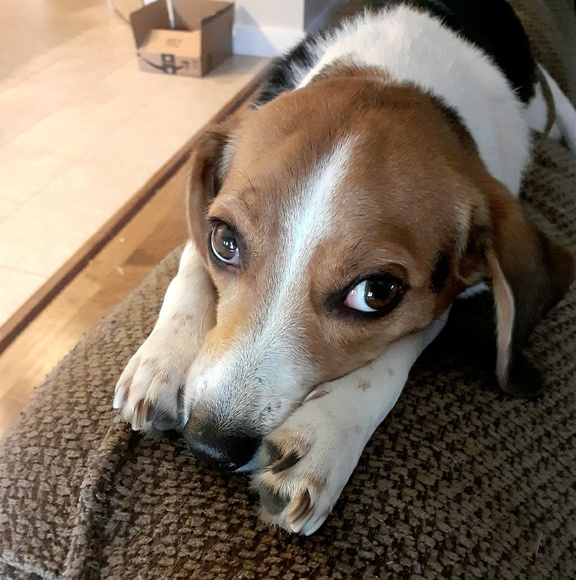 Meet your Posher, Paulette - Picture 1 of 1